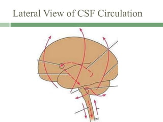 Lateral View of CSF Circulation
 