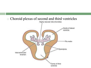  Choroid plexus of second and third ventricles
 