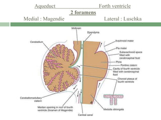 Aqueduct Forth ventricle
2 foramens
Medial : Magendie Lateral : Luschka
 