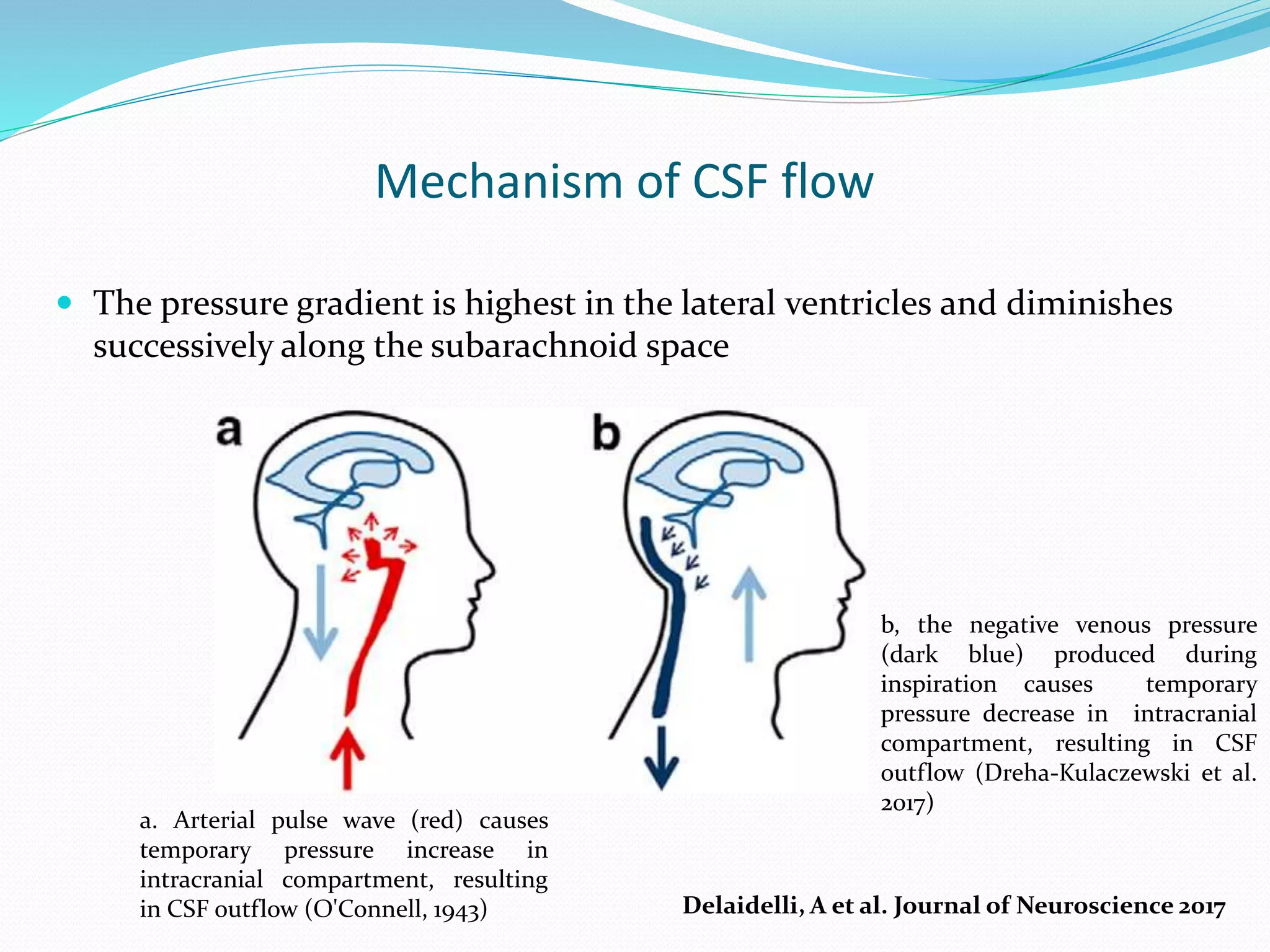 Mechanism of CSF flow
 The pressure gradient is highest in the lateral ventricles and diminishes
successively along the subarachnoid space
b, the negative venous pressure
(dark blue) produced during
inspiration causes temporary
pressure decrease in intracranial
compartment, resulting in CSF
outflow (Dreha-Kulaczewski et al.
2017)
Delaidelli, A et al. Journal of Neuroscience 2017
a. Arterial pulse wave (red) causes
temporary pressure increase in
intracranial compartment, resulting
in CSF outflow (O'Connell, 1943)
 