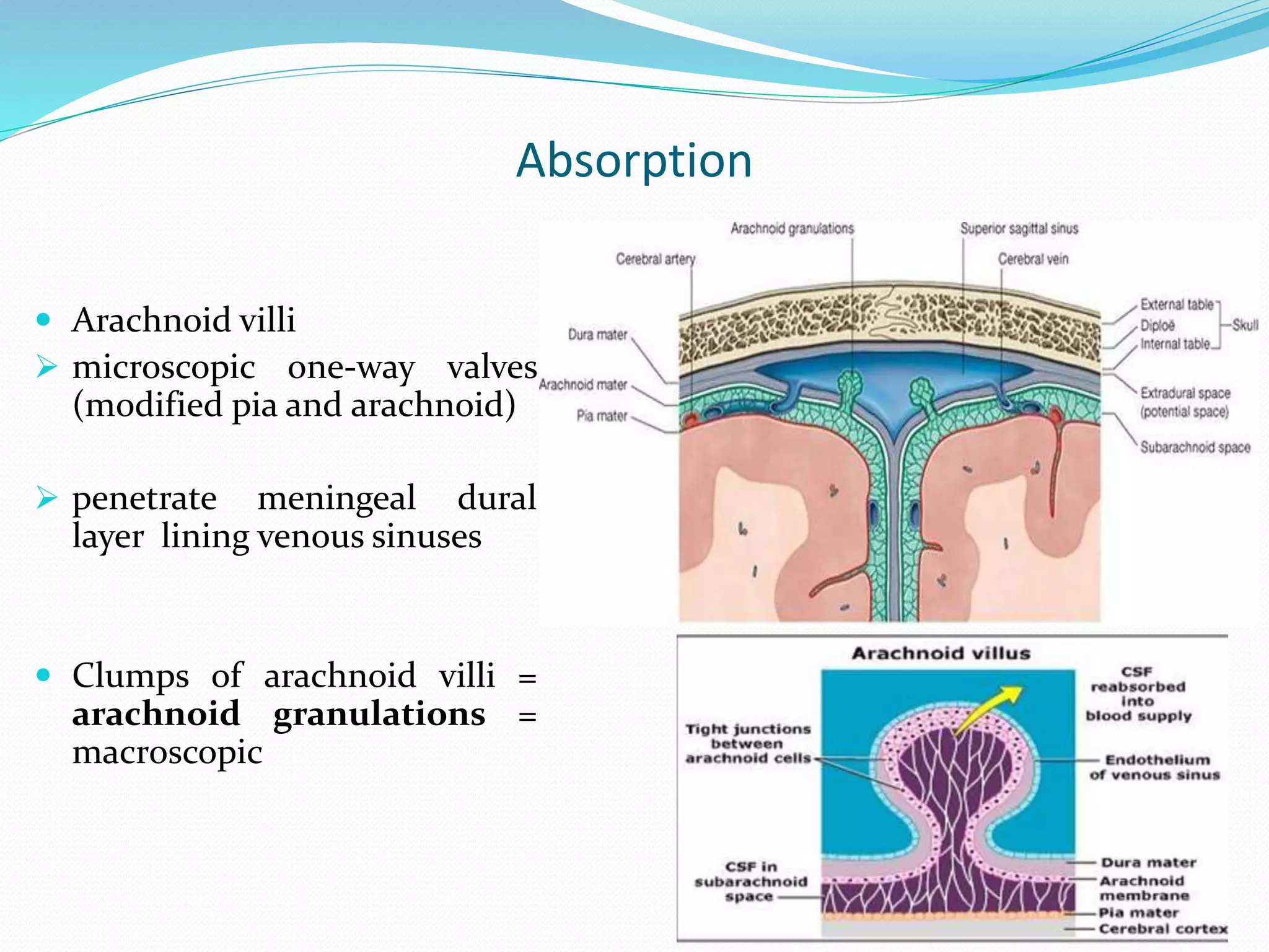 Absorption
 Arachnoid villi
 microscopic one-way valves
(modified pia and arachnoid)
 penetrate meningeal dural
layer lining venous sinuses
 Clumps of arachnoid villi =
arachnoid granulations =
macroscopic
 