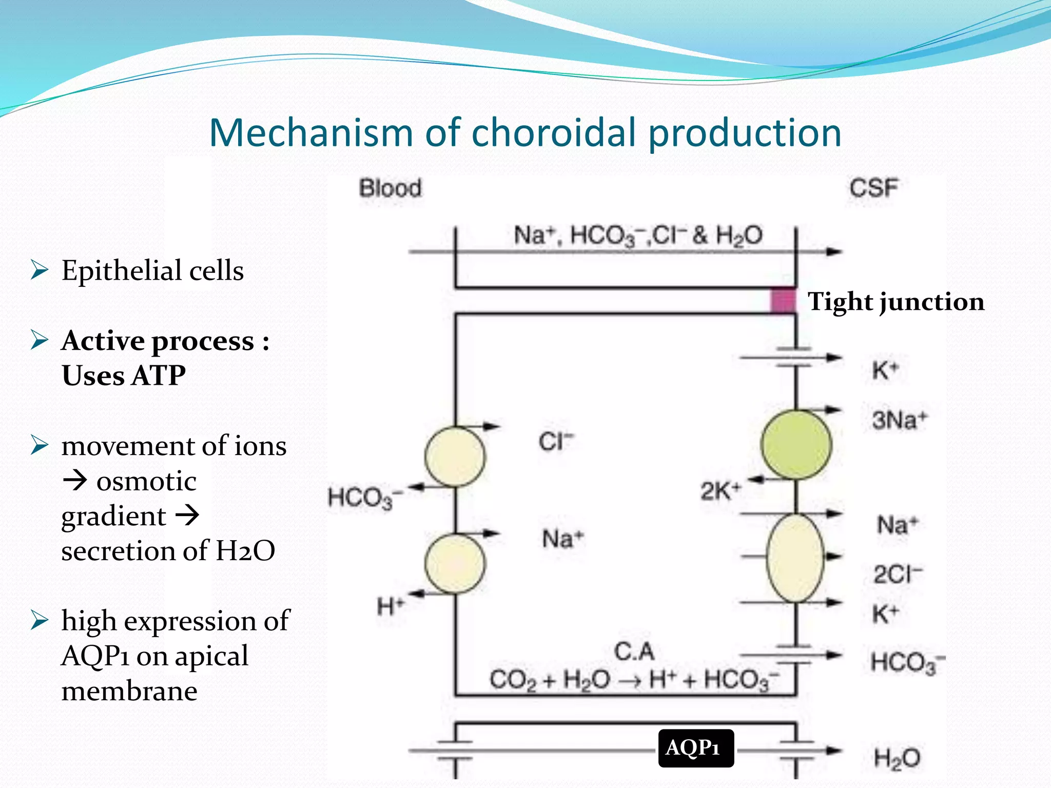 AQP1
Mechanism of choroidal production
Tight junction
 Epithelial cells
 Active process :
Uses ATP
 movement of ions
 osmotic
gradient 
secretion of H2O
 high expression of
AQP1 on apical
membrane
 