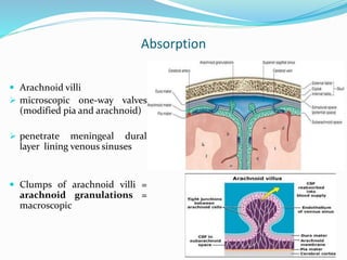 Absorption
 Arachnoid villi
 microscopic one-way valves
(modified pia and arachnoid)
 penetrate meningeal dural
layer lining venous sinuses
 Clumps of arachnoid villi =
arachnoid granulations =
macroscopic
 
