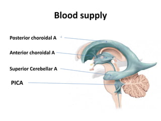 Blood supply
Posterior choroidal A
Anterior choroidal A
Superior Cerebellar A
PICA
 