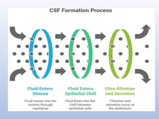 Blood brain barrier and csf hemodynamics | PPTX