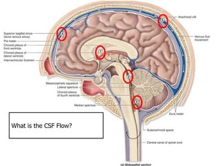 What is the CSF Flow?
 
