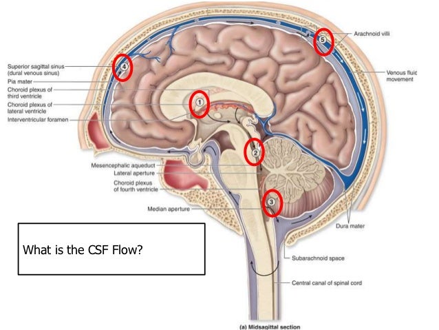 Csf flow csf circulation diagram 