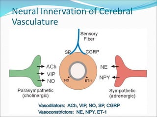 Neural Innervation of Cerebral
Vasculature
 