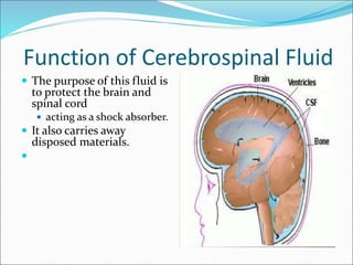 Function of Cerebrospinal Fluid
 The purpose of this fluid is
to protect the brain and
spinal cord
 acting as a shock absorber.
 It also carries away
disposed materials.

 