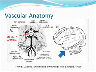 Vascular Anatomy
(From E. Gardner, Fundamentals of Neurology. W.B. Saunders, 1963)
Circle
of Willis
 