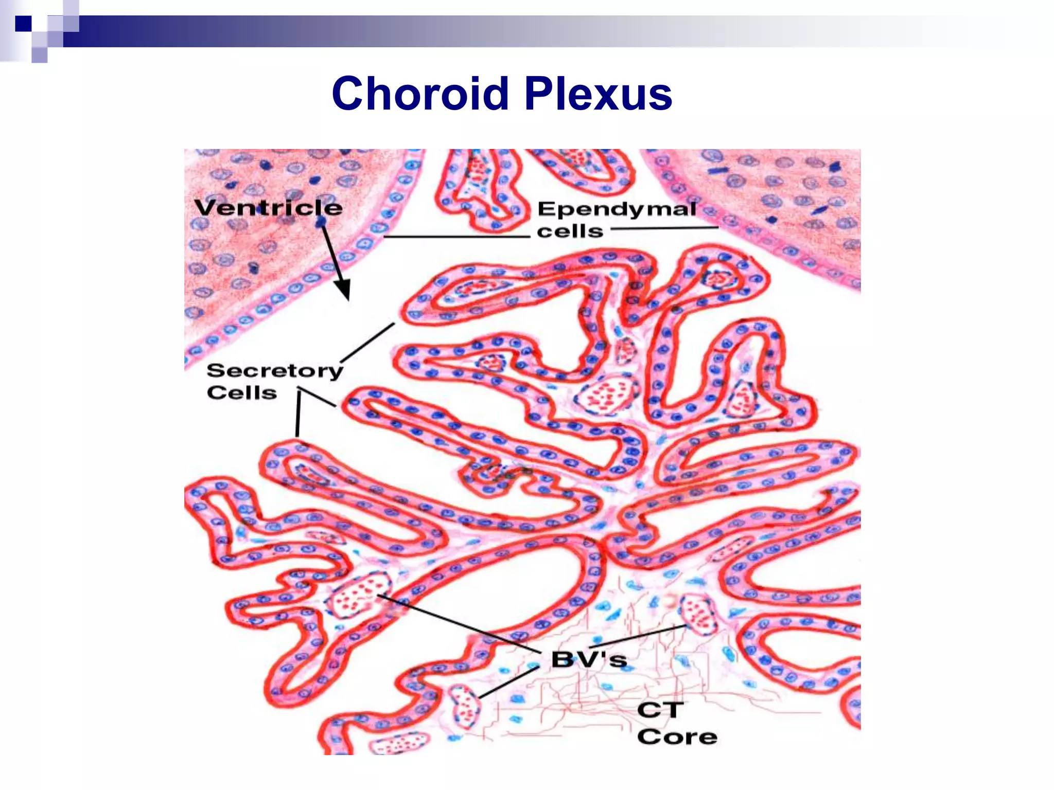 Choroid Plexus
 