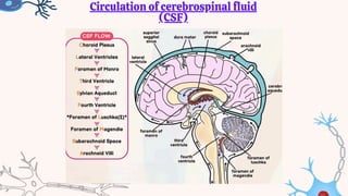 CSF group presentation.pdf human brain it's main fluid | PDF