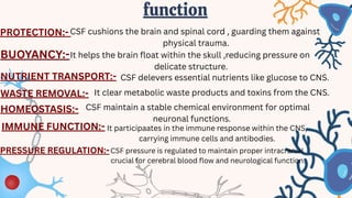 Cs Brain Function CSF group presentation.pdf human brain it's main fluid | PDF