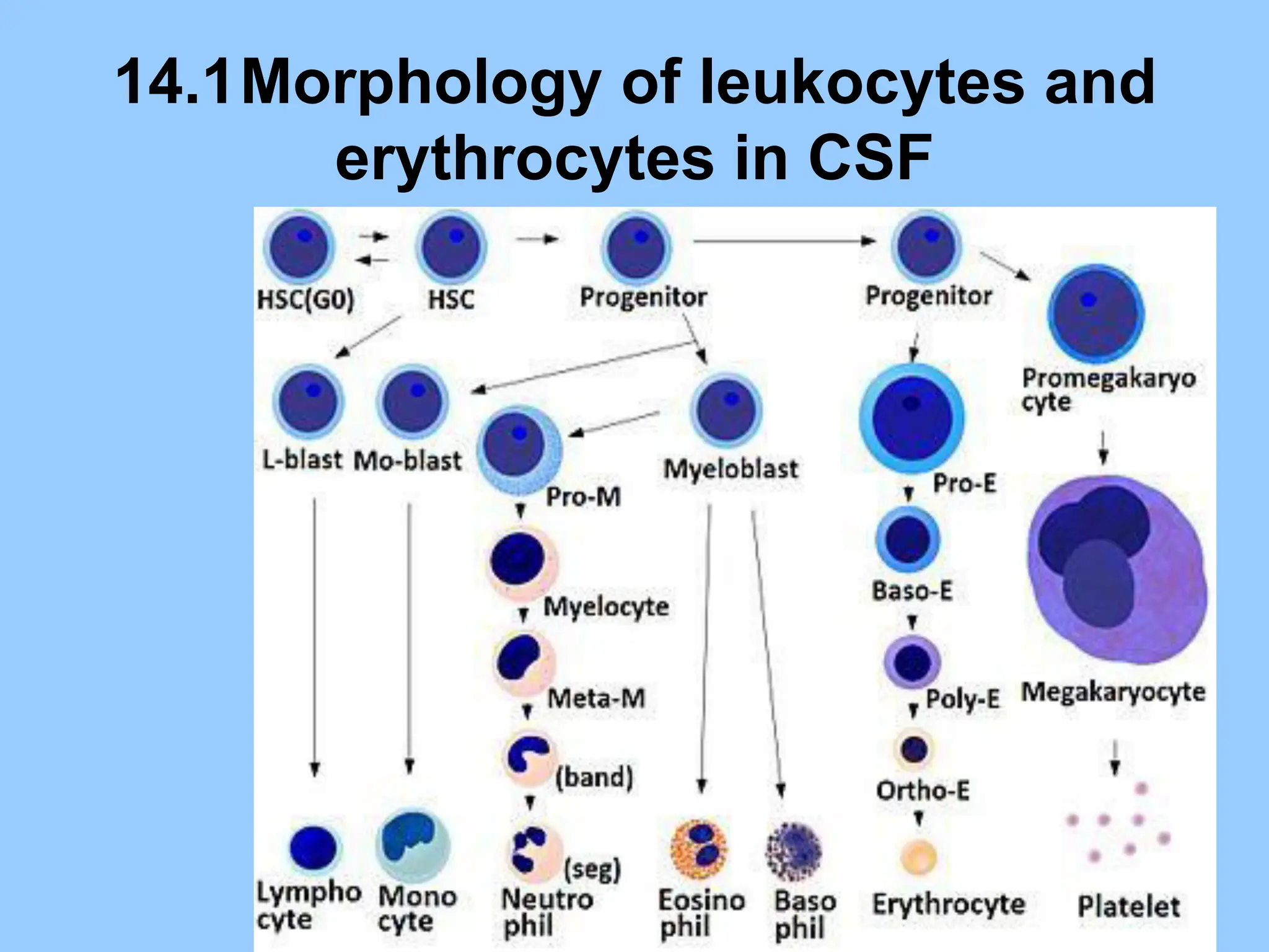 14.1Morphology of leukocytes and
erythrocytes in CSF
 