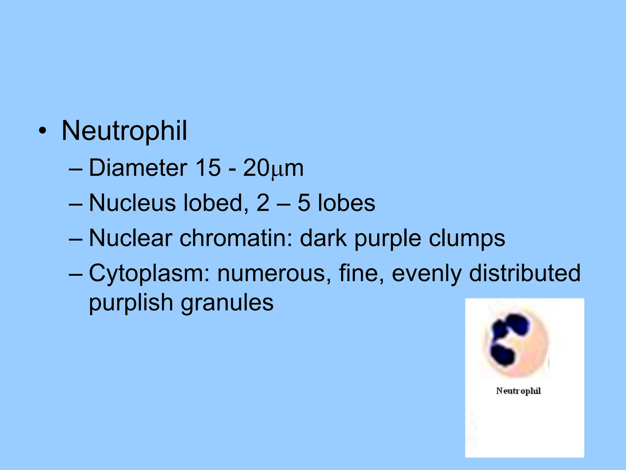 • Neutrophil
– Diameter 15 - 20m
– Nucleus lobed, 2 – 5 lobes
– Nuclear chromatin: dark purple clumps
– Cytoplasm: numerous, fine, evenly distributed
purplish granules
 