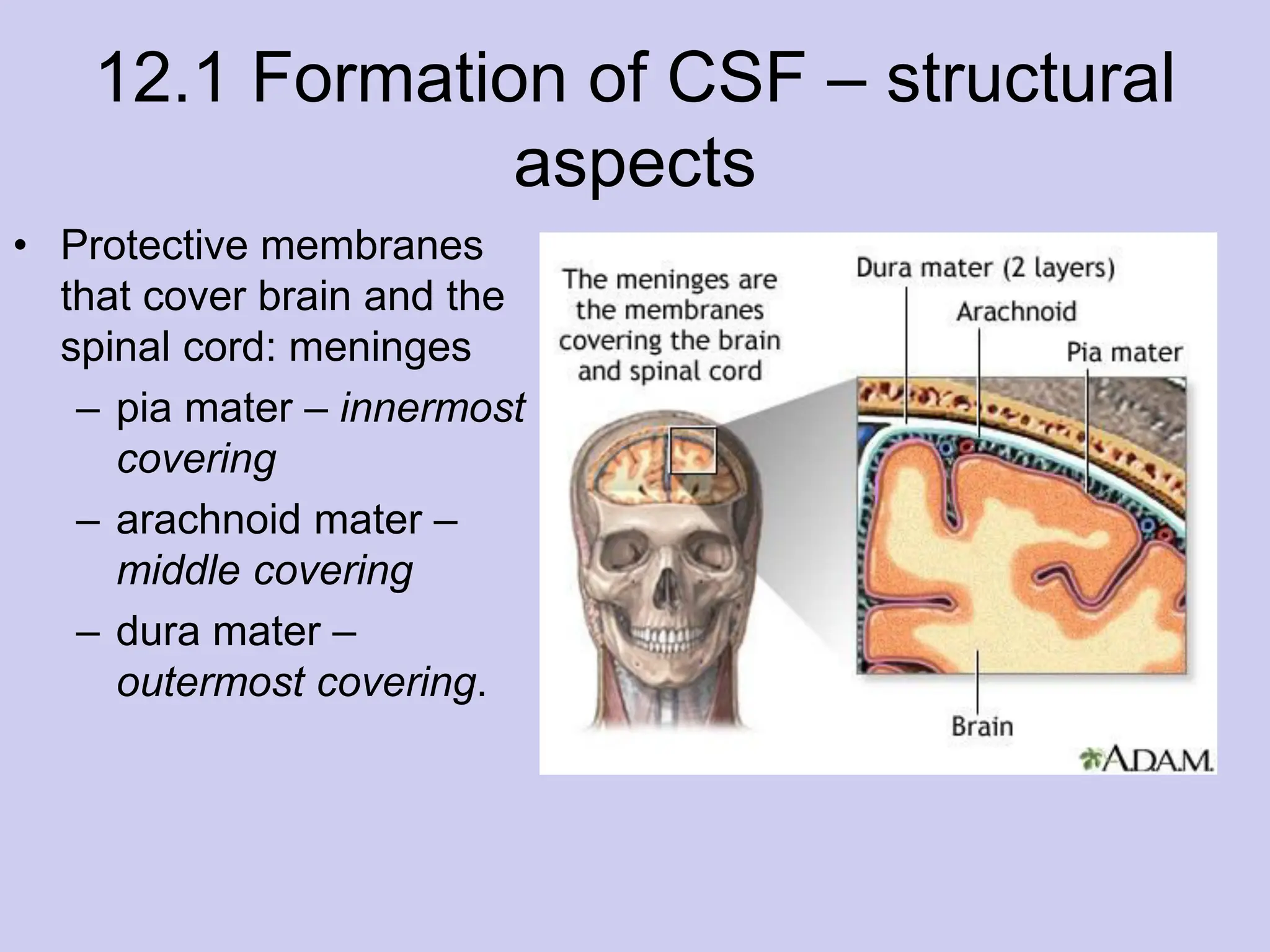 12.1 Formation of CSF – structural
aspects
• Protective membranes
that cover brain and the
spinal cord: meninges
– pia mater – innermost
covering
– arachnoid mater –
middle covering
– dura mater –
outermost covering.
 
