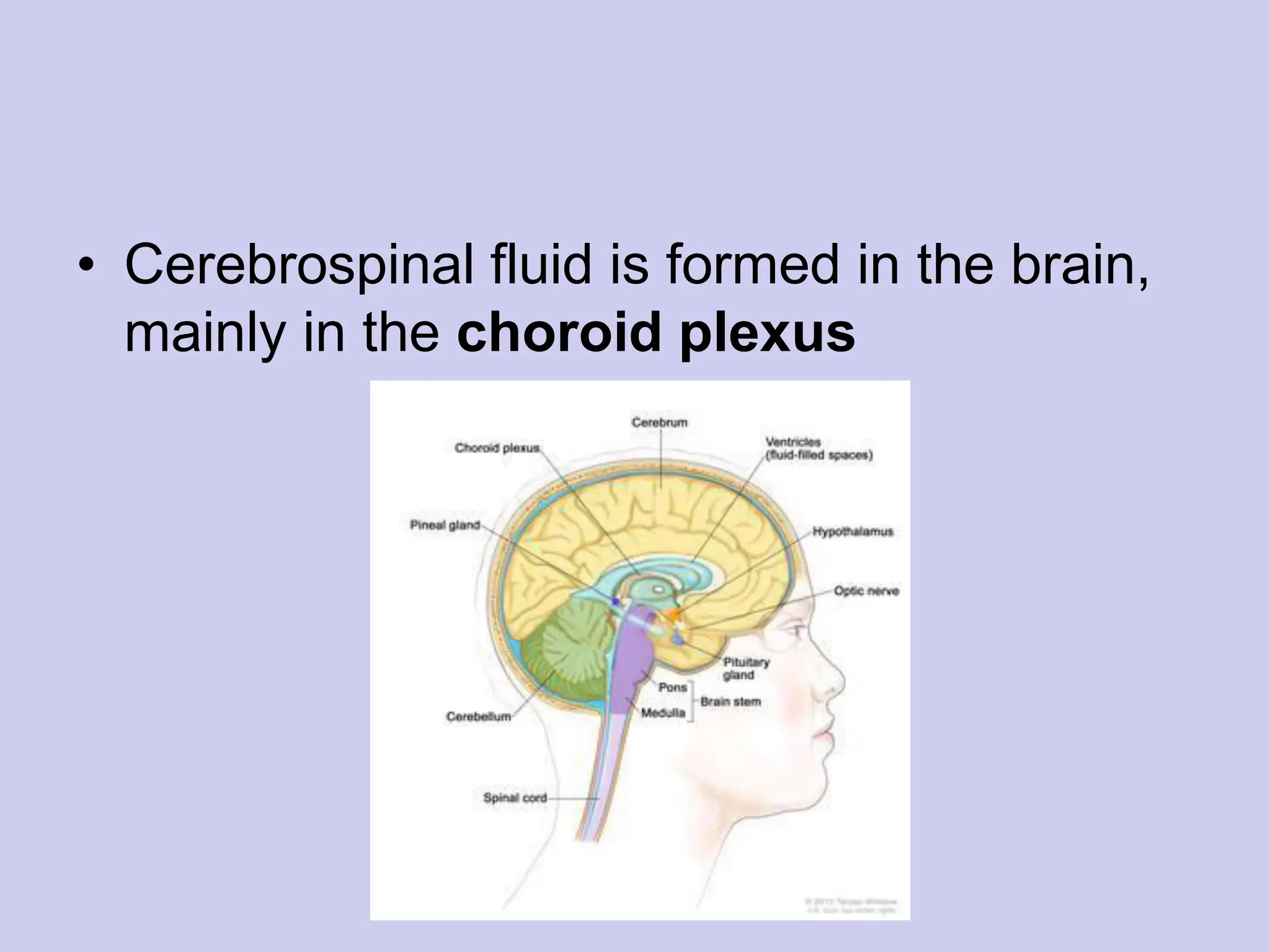 • Cerebrospinal fluid is formed in the brain,
mainly in the choroid plexus
 
