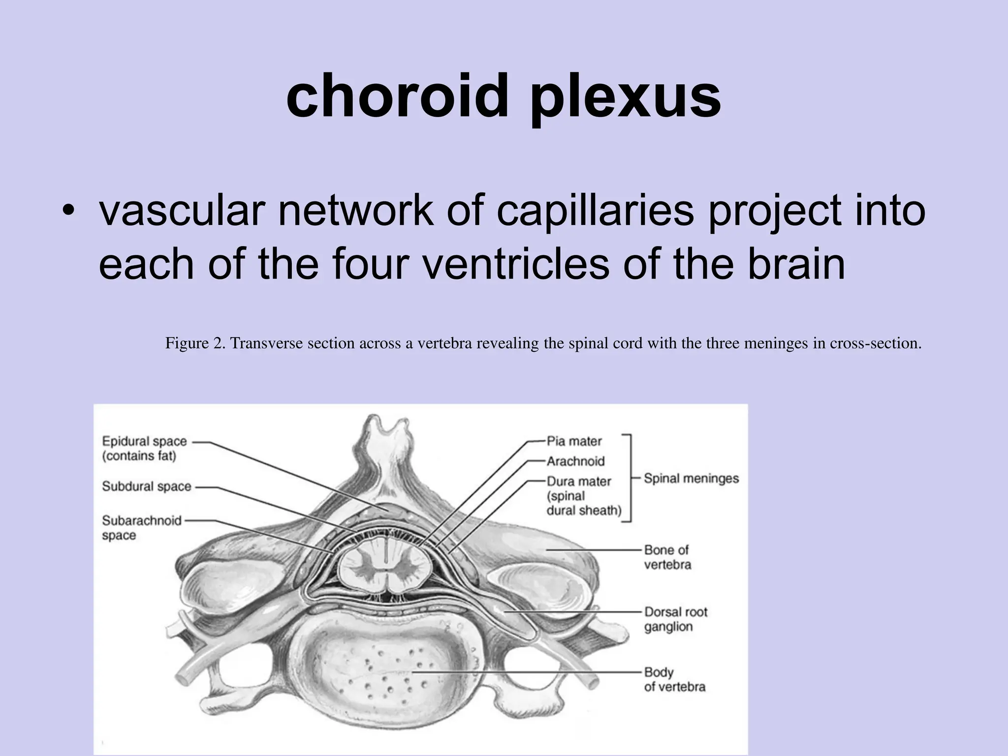 choroid plexus
• vascular network of capillaries project into
each of the four ventricles of the brain
Figure 2. Transverse section across a vertebra revealing the spinal cord with the three meninges in cross-section.
 