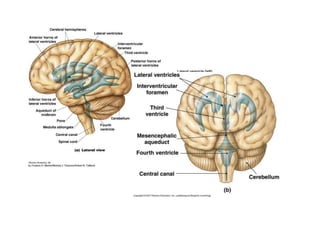 Cerebrospinal fluid and blood brain barrier | PPTX