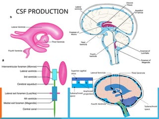 CSF Physiology, Raised ICP - Pathophysiology copy.pptx