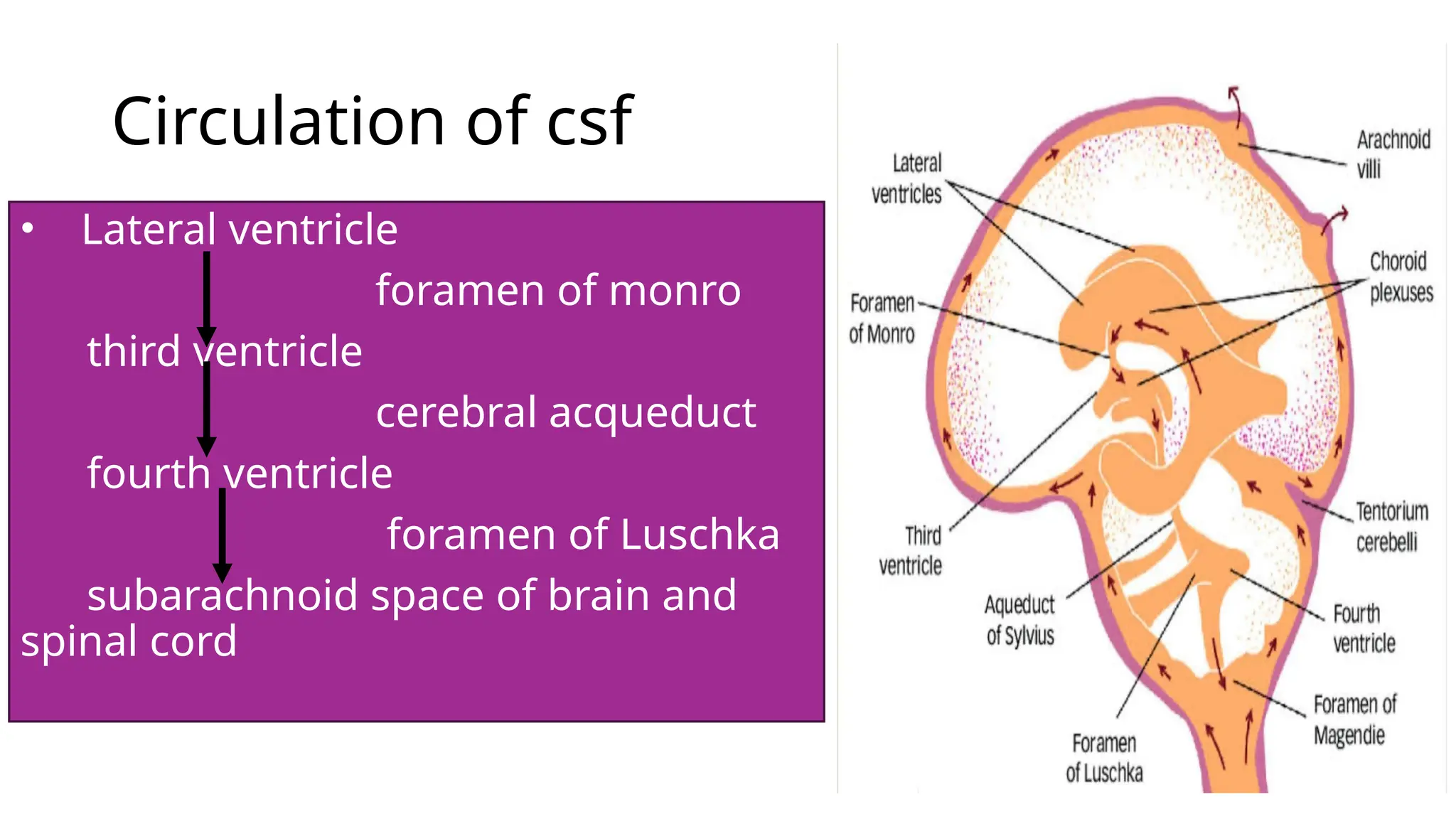 Circulation of csf
• Lateral ventricle
foramen of monro
third ventricle
cerebral acqueduct
fourth ventricle
foramen of Luschka
subarachnoid space of brain and
spinal cord
 
