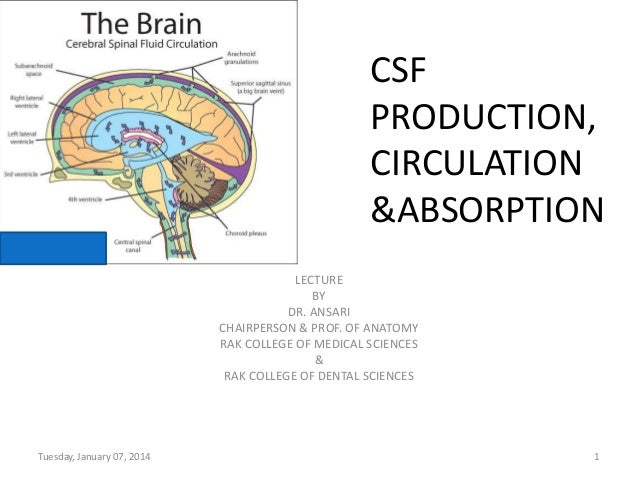 Csf production,circulation & absorption csf circulation diagram 