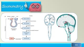 Cerebrospinal fluid (CSF) production, circulation and absorption | PDF