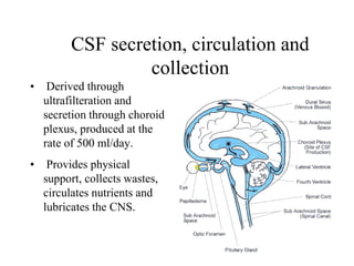 • Derived through
ultrafilteration and
secretion through choroid
plexus, produced at the
rate of 500 ml/day.
• Provides physical
support, collects wastes,
circulates nutrients and
lubricates the CNS.
CSF secretion, circulation and
collection
 