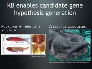 KB enables candidate gene
hypothesis generation

 