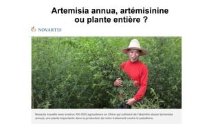 Artemisia annua, artémisinine
ou plante entière ?
 