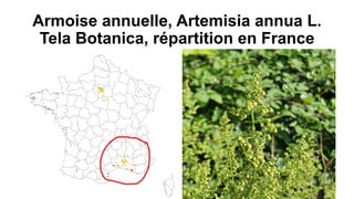 Armoise annuelle, Artemisia annua L.
Tela Botanica, répartition en France
 