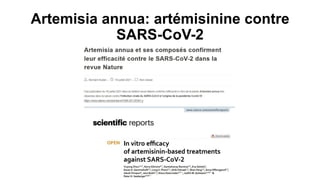 Artemisia annua: artémisinine contre
SARS-CoV-2
 