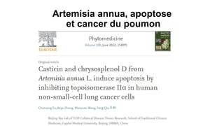 Artemisia annua, apoptose
et cancer du poumon
 