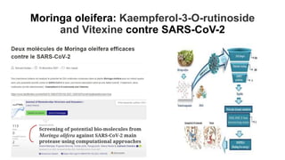 Moringa oleifera: Kaempferol-3-O-rutinoside
and Vitexine contre SARS-CoV-2
 