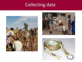 ILRI’s Livestock Genetics Program—LiveGene