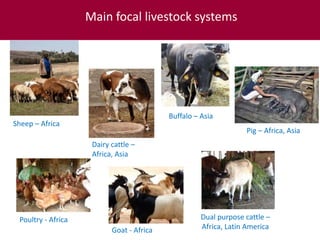 ILRI’s Livestock Genetics Program—LiveGene