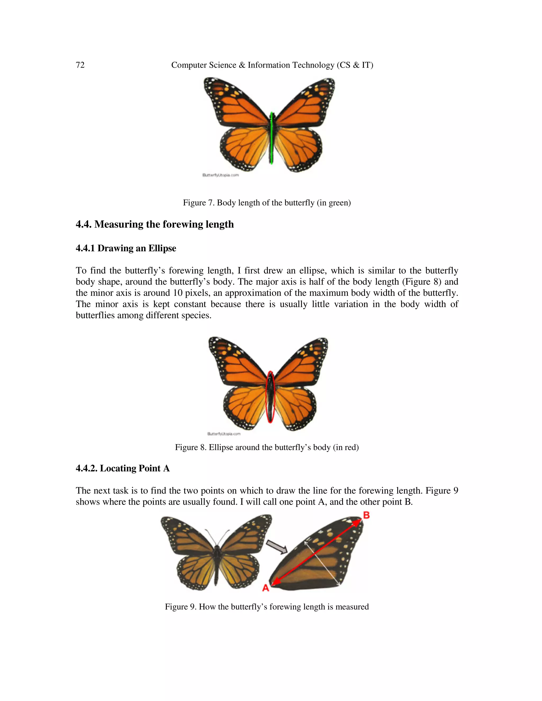 72 Computer Science & Information Technology (CS & IT)
Figure 7. Body length of the butterfly (in green)
4.4. Measuring the forewing length
4.4.1 Drawing an Ellipse
To find the butterfly’s forewing length, I first drew an ellipse, which is similar to the butterfly
body shape, around the butterfly’s body. The major axis is half of the body length (Figure 8) and
the minor axis is around 10 pixels, an approximation of the maximum body width of the butterfly.
The minor axis is kept constant because there is usually little variation in the body width of
butterflies among different species.
Figure 8. Ellipse around the butterfly’s body (in red)
4.4.2. Locating Point A
The next task is to find the two points on which to draw the line for the forewing length. Figure 9
shows where the points are usually found. I will call one point A, and the other point B.
Figure 9. How the butterfly’s forewing length is measured
 
