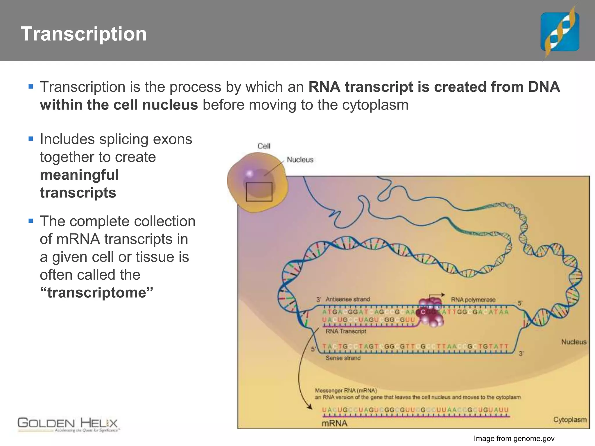 Transcription
 Transcription is the process by which an RNA transcript is created from DNA
within the cell nucleus before moving to the cytoplasm
 Includes splicing exons
together to create
meaningful
transcripts
 The complete collection
of mRNA transcripts in
a given cell or tissue is
often called the
“transcriptome”
Image from genome.gov
 