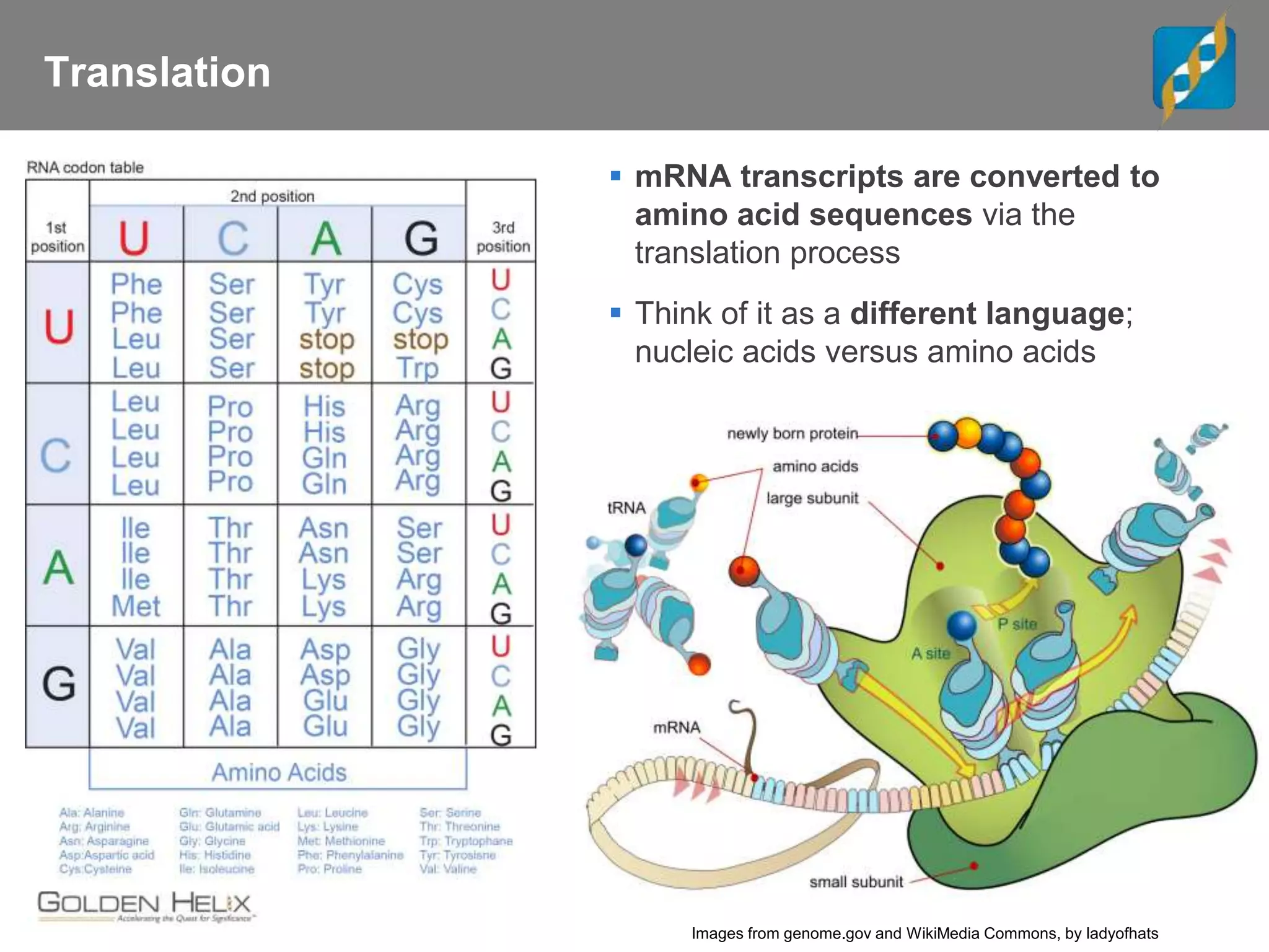 Translation
 mRNA transcripts are converted to
amino acid sequences via the
translation process
 Think of it as a different language;
nucleic acids versus amino acids
Images from genome.gov and WikiMedia Commons, by ladyofhats
 