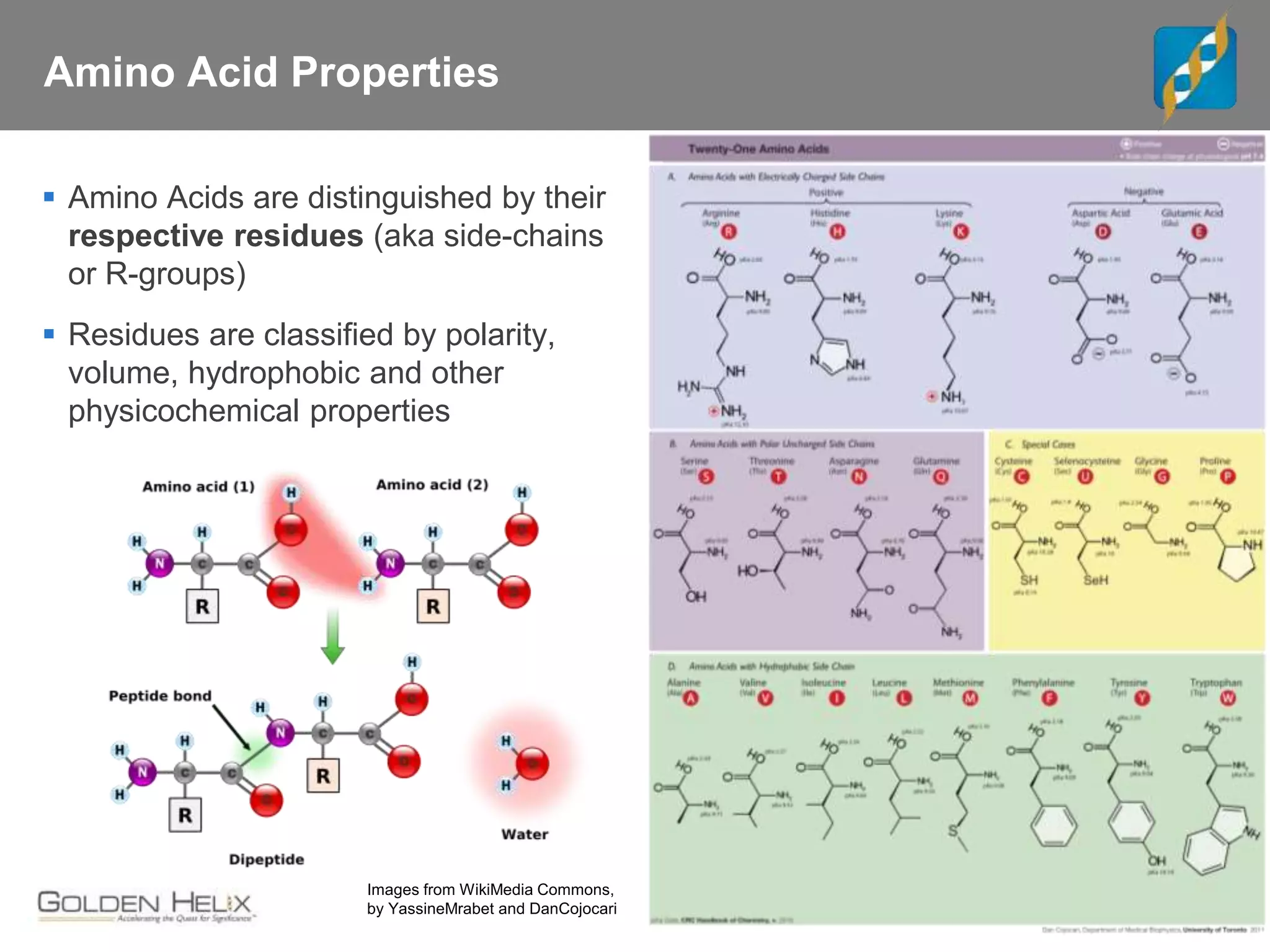 Amino Acid Properties
 Amino Acids are distinguished by their
respective residues (aka side-chains
or R-groups)
 Residues are classified by polarity,
volume, hydrophobic and other
physicochemical properties
Images from WikiMedia Commons,
by YassineMrabet and DanCojocari
 
