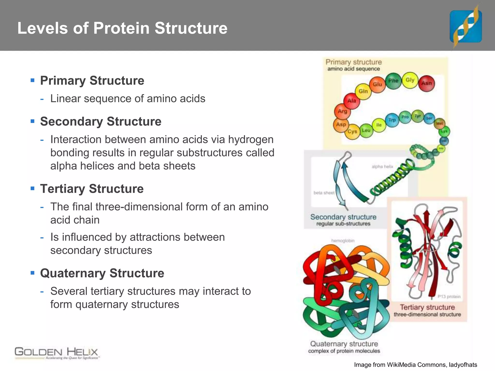 Levels of Protein Structure
 Primary Structure
- Linear sequence of amino acids
 Secondary Structure
- Interaction between amino acids via hydrogen
bonding results in regular substructures called
alpha helices and beta sheets
 Tertiary Structure
- The final three-dimensional form of an amino
acid chain
- Is influenced by attractions between
secondary structures
 Quaternary Structure
- Several tertiary structures may interact to
form quaternary structures
Image from WikiMedia Commons, ladyofhats
 
