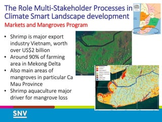 The Role Multi-Stakeholder Processes in
Climate Smart Landscape development
Markets and Mangroves Program
• Shrimp is major export
industry Vietnam, worth
over US$2 billion
• Around 90% of farming
area in Mekong Delta
• Also main areas of
mangroves in particular Ca
Mau Province
• Shrimp aquaculture major
driver for mangrove loss
 