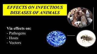EFFECTS ON INFECTIOUS
DISEASES OF ANIMALS
Via effects on:
- Pathogens
- Hosts
- Vectors
 