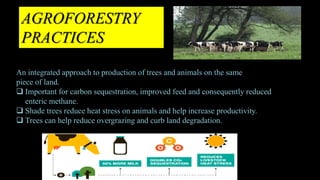 An integrated approach to production of trees and animals on the same
piece of land.
 Important for carbon sequestration, improved feed and consequently reduced
enteric methane.
 Shade trees reduce heat stress on animals and help increase productivity.
 Trees can help reduce overgrazing and curb land degradation.
AGROFORESTRY
PRACTICES
 
