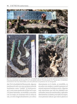 44	
FOTO 2. Individuos de Opuntia megarrhiza. a) Cladodio de un individuo de tamaño plántula con dos frutos, b)
Plántulas mostrando raíz de entre 4, 6 y 9 cm de alto, raíz de 1.5 cm de ancho, 5 y 7 cm de alto. c) Individuo
mostrando la raíz muy desarrollada, así como plántulas con presencia de una raíz grande.
BeatrizRendónAguilarDaliaSeguraVenegas
DaliaSeguraVenegas
a
cb
dad. En la localidad de Xoconoxtle, algunos
machacan la raíz con una cactácea conocida
localmente como “cardón” (Cylindropuntia
sp.) y esta masa producida al final se le unta
a la parte lesionada, se entablilla y envuelve
con un trapo; en ocasiones solo se utiliza la
raíz, se corta longitudinalmente y se coloca
directamente en la lesión, se entablilla, se
envuelve con vendas y cuando la persona o el
animal mejoran el vendaje se retira. Algunas
más mencionan que solo los cladodios son
utilizados; estos son machacados y aplicados
directamentealalesiónyenvueltoentrapos;
otras personas indican que toda la planta es
 