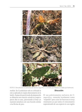 Vol. 61 No. 2 2016	45
FOTO 3. Perturbación en individuos de Opuntia megarrhiza. a, b) Daño por heladas y c) Daño por herbivoría.
BeatrizRendónAguilarBeatrizRendónAguilarBeatrizRendónAguilar
molida. En Guadalcázar solo es utilizada la
raíz y aplicada en trapos directamente en la
lesión.Apesardequeelmododepreparación
es diferente esta mezcla untada en trapos a
pocos días se seca, provocando al final un
material semiduro con una función similar
a las férulas de yeso.
Discusión
El uso prácticamente exclusivo de O.
megarrhiza, conocida localmente como
“nopalillo” para curar las fracturas es muy
interesante ya que indica el conocimiento
especializado de una especie en una región
a
b
c
 