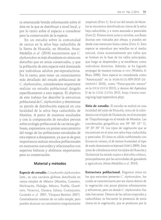 Vol. 61 No. 2 2016	51
ta amenazada brinda información sobre el
área en la que se distribuye a nivel local, y
por lo tanto sobre el espacio a considerar
para la conservación de la especie.
En un estudio sobre la comunidad
de cactus en la selva baja caducifolia de
la Sierra de Huautla, en Morelos, Arias-
Medellin et al. (2014) encontraron que C.
elephantidens es más abundante en sitios con
disturbio que en sitios conservados, y que
la población de esta especie está dominada
por individuos adultos pre-reproductivos.
Por lo tanto, para tener un conocimiento
más detallado del estado poblacional de
C. elephantidens, consideramos importante
realizar un estudio poblacional dirigido
específicamente a esta especie. El objetivo
de este trabajo fue describir la estructura
poblacional de C. elephantidens y determinar
su patrón de distribución espacial en una
localidad de la selva baja caducifolia de
Morelos. A partir de nuestros resultados
y con la comparación de estudios previos
sobre ecología poblacional de cactáceas glo-
bosas, exponemos un primer acercamiento
del riesgo de las poblaciones estudiadas de
esta especie a desaparecer, ya que es de gran
importancia realizar estudios poblacionales
en escenarios naturales y relacionarlos con
aspectos bióticos y abióticos importantes
para su conservación.
Material y métodos
Especie de estudio. Coryphantha elephantidens
Lem., es una cactácea globosa distribuida en
varios estados de México (Morelos, Guerrero,
Michoacán, Hidalgo, México, Puebla, Queré-
taro, Veracruz, Oaxaca, Jalisco, Guanajuato;
Guzmán et al. 2007; Vázquez-Benítez 2007).
Generalmente constan de un tallo simple, pero
pueden alcanzar un crecimiento irregularmente
cespitoso (Foto 1). En el sur del estado de More-
los se encuentra distribuida en claros de la selva
baja caducifolia, y a veces asociada a pastizales
(Foto 2). Florece entre junio y octubre, sus flores
diurnas son visitadas por abejas, y pueden ser
desde rosa mexicano hasta crema (Foto 1). Esta
especie se reproduce por semillas en el medio
natural, clona ocasionalmente por tallos que
se forman en la base de los tallos principales,
que luego se desprenden y se establecen como
individuos distintos. Además, se ha logrado
propagar de manera exitosa in vitro (Wakhlu &
Bhau 2000). Esta especie es considerada como
“Amenazada” en la nom-ecol-059-2010 (se-
marnat 2010), como “Preocupación menor”
en la iucn (iucn 2013), y dentro del Apéndice
II de la cites (cites 2013; http://www.cites.
org/eng/app/appendices.php).
Sitio de estudio. El estudio se realizó en una
localidad del ejido de Huautla, cerca de la colin-
dancia con el ejido de Quilamula, en el municipio
de Tlaquiltenango en el estado de Morelos. Las
coordenadas geográficas son 99° 00’ 15’’ O,
18° 29’ 39’’ N. Los tipos de vegetación que se
encuentran en el sitio son selva baja caducifolia
y pastizales. El clima es cálido subhúmedo con
lluvias en verano, el de menor humedad; el tipo
de suelo dominante es leptosol (inegi 2009). Esta
zona de colindancia entre los ejidos de Huautla y
Quilamula ha estado sujeta a disturbio crónico,
principalmente por las actividades de ganadería
y agricultura (Arias-Medellin et al. 2014).
Estructura poblacional. Elegimos sitios en
los que estuviera presente C. elephantidens, los
cuales se caracterizaron por ser claros dentro de
la vegetación con pocas plantas arborescentes
y arbustivas, pero en donde C. elephantidens fue
más frecuente. Dentro de las selvas tropicales y
caducifolias, es frecuente la presencia de estos
claros en la vegetación, que se producen por la
 
