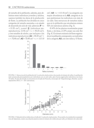54	
de tamaño de la población; además, para de-
limitar entre individuos juveniles y adultos,
usamos también los datos de la producción
de flores. La población fue dividida en cinco
categorías de tamaño asociadas a un estado
de desarrollo de ciclo de vida: plántula (P =x
<12.58 cm2), juvenil (J) (individuos pre-
reproductivos, 12.58 cm2 < x < 50.25 cm2),
y tres estadíos de adulto, que incluyen a los
individuos reproductivos (A1 =50.25 cm2 <
x < 78.60 cm2; A2 =78.60 cm2 < x < 113.10
cm2; A3 =x >113.10 cm2). La categoría con
mayor abundancia es la A3, categoría en la
que predominan los individuos con más de
un tallo. Esta estructura de tamaños indica
que en la población que estudiamos existen
92% de individuos adultos (Fig. 3).
El 45% de las plantas muestreadas posee
flores, y de éstas, el 29% posee una sola flor
(Fig. 4). El número máximo de flores registra-
doenlapoblacióncorrespondeaunindividuo
de la categoría A3, con tres tallos y 15 flores.
Plantas(%)
Tallos (número)
Tubérculos(número)
Diámetro (cm)
Número de tallos
úmero)
0
10
20
30
40
50
60
70
80
1 2 3 4 5 6 7+
0
0
20
40
60
80
2 4 6 8 10 12 14 16 18
60
80
1
100
2
3
4
5
6
7+
Plantas(%)
Tallos (número)
Tubérculos(número)
Diámetro (cm)
Número de tallos
ro)
0
10
20
30
40
50
60
70
80
1 2 3 4 5 6 7+
0
0
20
40
60
80
2 4 6 8 10 12 14 16 18
80
1
100
2
3
4
FIGURA. 2. Relación de los tubérculos y el tallo de Coryphanthaelephantidens.De acuerdo a la correlación no paramé-
trica de Spearman, existe una relación positiva entre el número de tubérculos por tallo y el diámetro de cada tallo.
FIGURA. 1. Estructura de la población de Coryphantha elephantidens de acuerdo al número de tallos. La población
está constituida principalmente por individuos con un solo tallo, pero fueron registrados individuos con hasta
15 tallos. El sitio de estudio se encuentra en el ejido de Huautla, municipio de Tlaquiltenango, Morelos. (junio-
septiembre 2015; N = 201 individuos).
 
