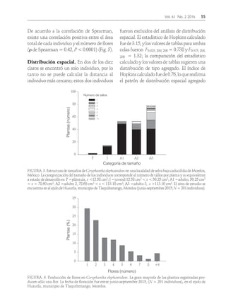 Vol. 61 No. 2 2016	55
De acuerdo a la correlación de Spearman,
existe una correlación positiva entre el área
total de cada individuo y el número de flores
(ρ de Spearman = 0.42, P < 0.0001) (Fig. 5).
Distribución espacial. En dos de los diez
claros se encontró un solo individuo, por lo
tanto no se puede calcular la distancia al
individuo más cercano; estos dos individuos
fueron excluidos del análisis de distribución
espacial. El estadístico de Hopkins calculado
fuede3.15,ylosvaloresdetablasparaambas
colas fueron F0.025, 200, 200 = 0.738 y F0.975, 200,
200 = 1.32; la comparación del estadístico
calculado y los valores de tablas sugieren una
distribución de tipo agregado. El índice de
Hopkinscalculadofuede0.76,loquereafirma
el patrón de distribución espacial agregado
Tubérculos(número)
Diámetro (cm)
Número de tallos
Plantas(número)
Categoría de tamaño
Plantas(%)
Flores (número)
es(número) 0
0
20
40
60
80
P
2 4 6 8 10 12 14 16 18
0
20
40
60
80
1
100
1
0
5
10
15
20
25
30
35
8
10
12
14
16
J A1 A2 A3
2
3
4
5
6
7+
2 3 4 5 6 7 8 +9
FIGURA.3.EstructuradetamañosdeCoryphanthaelephantidensenunalocalidaddeselvabajacaducifoliadeMorelos,
México. La categorización del tamaño de los individuos corresponde al número de tallos por planta y su equivalente
a estado de desarrollo es: P =plántula, x <12.58 cm2; J =juvenil 12.58 cm2 < x < 50.25 cm2; A1 =adulto, 50.25 cm2
< x < 78.60 cm2; A2 =adulto 2, 78.60 cm2 < x < 113.10 cm2; A3 =adulto 3, x >113.10 cm2. El sitio de estudio se
encuentraenelejidodeHuautla,municipiodeTlaquiltenango,Morelos(junio-septiembre2015;N=201individuos).
Tallos (número)
Tubérculos(número)
Diámetro (cm)
Número de tallos
Plantas(número)
Categoría de tamaño
Plantas(%)
Flores (número)
1 2 3 4 5 6 7+
0
0
20
40
60
80
P
2 4 6 8 10 12 14 16 18
0
20
40
60
80
1
100
1
0
5
10
15
20
25
30
35
12
14
16
J A1 A2 A3
2
3
4
5
6
7+
2 3 4 5 6 7 8 +9
FIGURA. 4. Producción de flores en Coryphantha elephantidens. La gran mayoría de las plantas registradas pro-
ducen sólo una flor. La fecha de floración fue entre junio-septiembre 2015, (N = 201 individuos), en el ejido de
Huautla, municipio de Tlaquiltenango, Morelos.
 