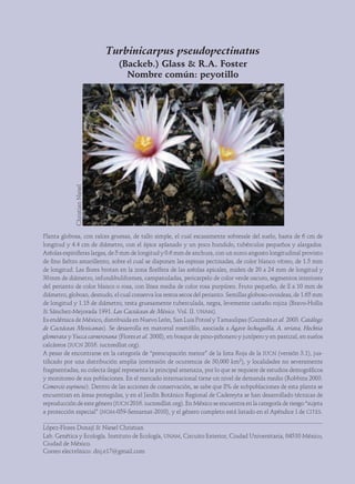ChristianNiesel
Turbinicarpus pseudopectinatus
(Backeb.) Glass & R.A. Foster
Nombre común: peyotillo
Planta globosa, con raíces gruesas, de tallo simple, el cual escasamente sobresale del suelo, hasta de 6 cm de
longitud y 4.4 cm de diámetro, con el ápice aplanado y un poco hundido, tubérculos pequeños y alargados.
Aréolas espiníferas largas, de 5 mm de longitud y 0.6 mm de anchura, con un surco angosto longitudinal provisto
de fino fieltro amarillento, sobre el cual se disponen las espinas pectinadas, de color blanco vítreo, de 1.5 mm
de longitud. Las flores brotan en la zona florífera de las aréolas apicales, miden de 20 a 24 mm de longitud y
30 mm de diámetro, infundibuliformes, campanuladas, pericarpelo de color verde oscuro, segmentos interiores
del perianto de color blanco o rosa, con línea media de color rosa purpúreo. Fruto pequeño, de 8 a 10 mm de
diámetro, globoso, desnudo, el cual conserva los restos secos del perianto. Semillas globoso-ovoideas, de 1.65 mm
de longitud y 1.15 de diámetro, testa gruesamente tuberculada, negra, levemente castaño rojiza (Bravo-Hollis
& Sánchez-Mejorada 1991. Las Cactáceas de México. Vol. II. unam).
Es endémica de México, distribuida en Nuevo León, San Luis Potosí y Tamaulipas (Guzmán et al. 2003. Catálogo
de Cactáceas Mexicanas). Se desarrolla en matorral rosetófilo, asociada a Agave lechuguilla, A. striata, Hechtia
glomerata y Yucca carnerosana (Flores et al. 2008), en bosque de pino-piñonero y junípero y en pastizal, en suelos
calcáreos (iucn 2016. iucnredlist.org).
A pesar de encontrarse en la categoría de “preocupación menor” de la lista Roja de la iucn (versión 3.1), jus-
tificado por una distribución amplia (extensión de ocurrencia de 30,000 km2), y localidades no severamente
fragmentadas, su colecta ilegal representa la principal amenaza, por lo que se requiere de estudios demográficos
y monitoreo de sus poblaciones. En el mercado internacional tiene un nivel de demanda medio (Robbins 2003.
Comercio espinoso). Dentro de las acciones de conservación, se sabe que 8% de subpoblaciones de esta planta se
encuentran en áreas protegidas, y en el Jardín Botánico Regional de Cadereyta se han desarrollado técnicas de
reproducción de este género (iucn 2016. iucnredlist.org). En México se encuentra en la categoría de riesgo “sujeta
a protección especial” (nom-059-Semarnat-2010), y el género completo está listado en el Apéndice I de cites.
López-Flores Donají & Niesel Christian
Lab. Genética y Ecología. Instituto de Ecología, unam, Circuito Exterior, Ciudad Universitaria, 04510 México,
Ciudad de México.
Correo electrónico: dnj.e17@gmail.com
 